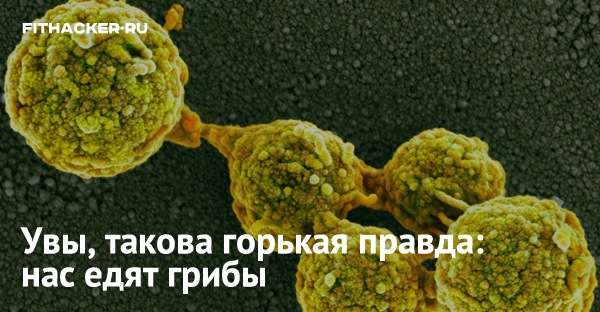 Увы, такова горькая правда: нас едят грибы