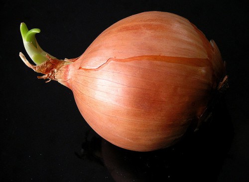 Onion-Liz-West-e1421941695490