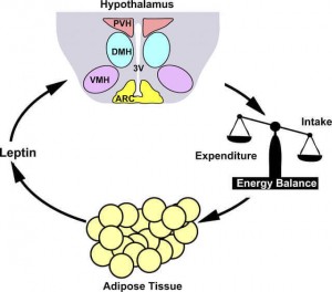 content_leptin3