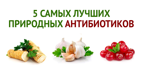 5 самых лучших природных антибиотиков